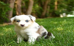 Australian Shepherd dogs for sale: Kracker - Image 2