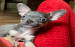Chihuahua dogs for sale: Sweet Star - Image 4