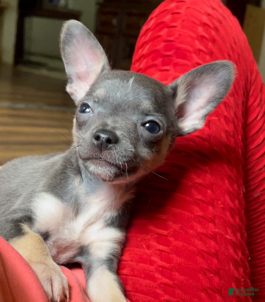 Chihuahua dogs for sale: Sweet Star - Image 4