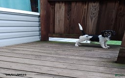 Beagle dogs for sale: Lacey - Image 4