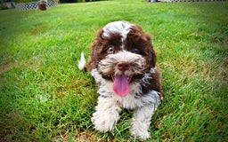 Havapoo dogs for sale: Dash - Image 12