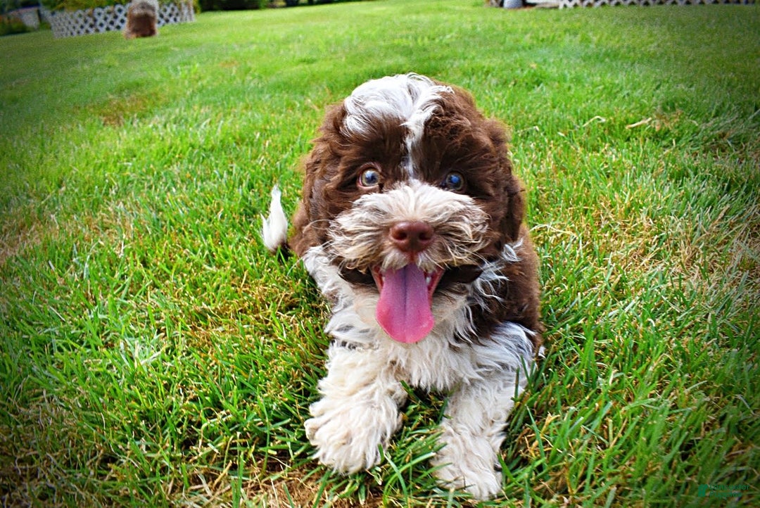 Havapoo dogs for sale: Dash - Image 12