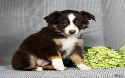 Miniature Australian Shepherd dogs for sale: Amelia - Image 1