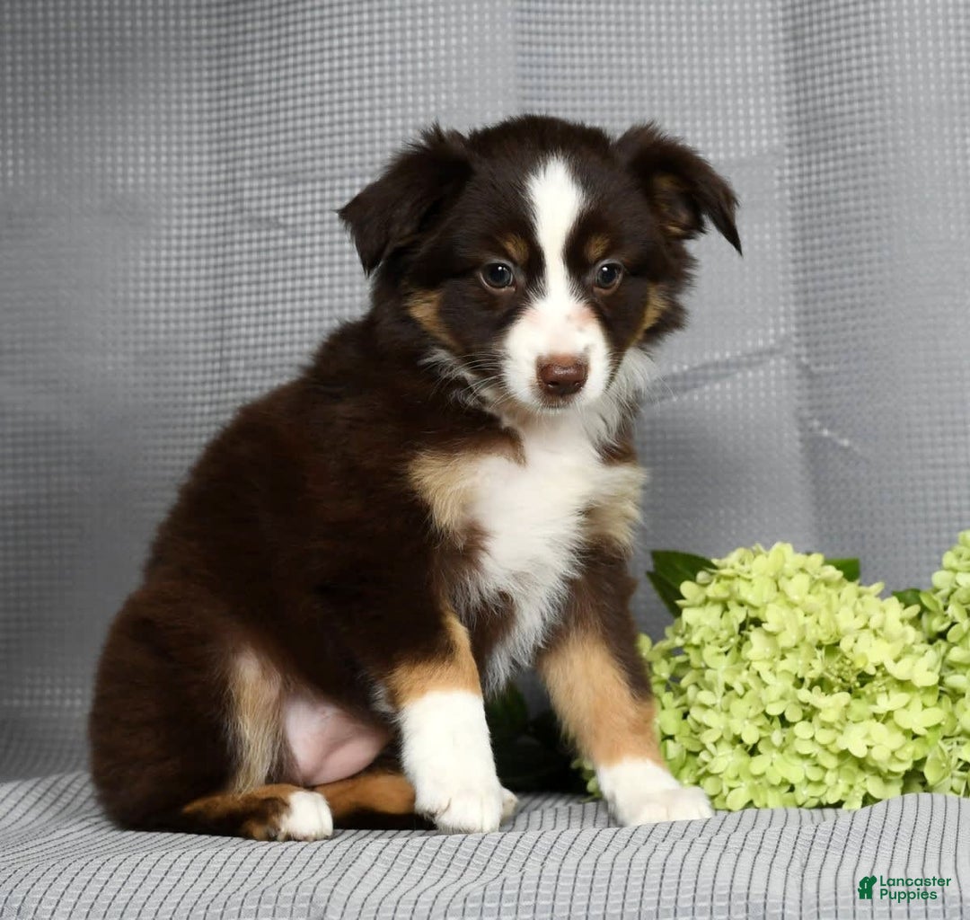 Miniature Australian Shepherd dogs for sale: Amelia - Image 1