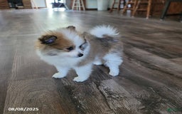Pomeranian dogs for sale: Rambo - Image 3