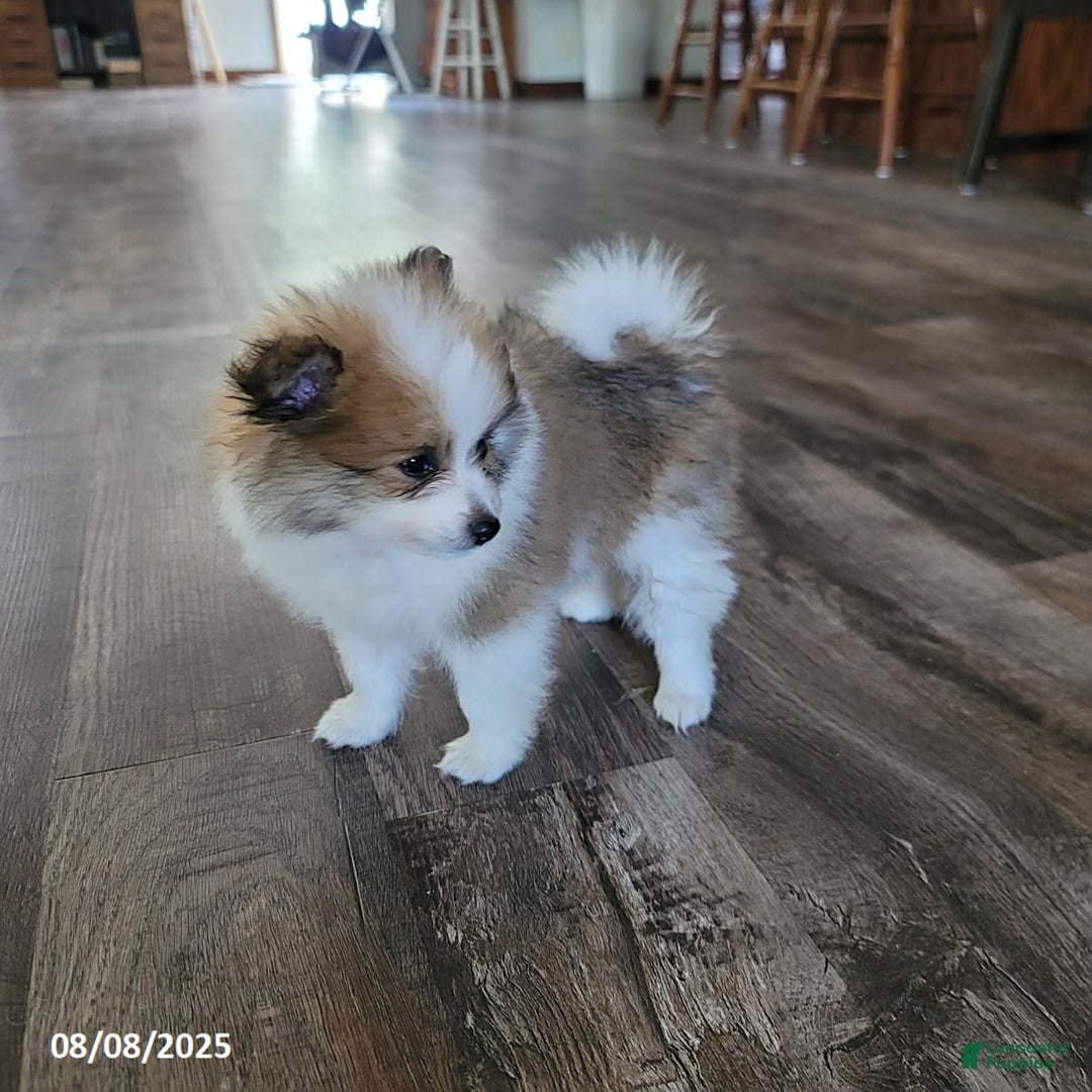 Pomeranian dogs for sale: Rambo - Image 3