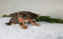 Beaglier dogs for sale: Wrangler - Image 5