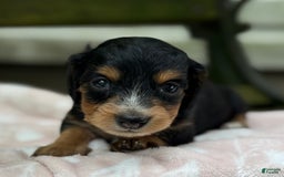 Miniature Dachshund dogs for sale: Dusty - Image 2
