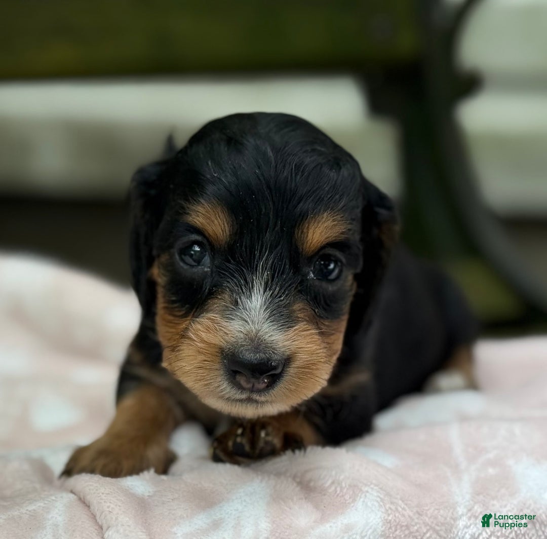 Miniature Dachshund dogs for sale: Dusty - Image 2