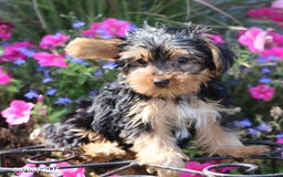 Yorkshire Terrier dogs for sale: Misty - Image 2