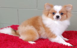 Pomeranian dogs for sale: Tinker - Image 9