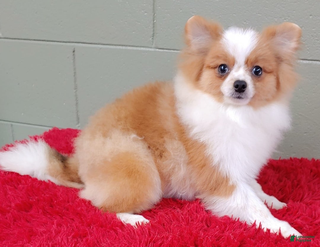 Pomeranian dogs for sale: Tinker - Image 9
