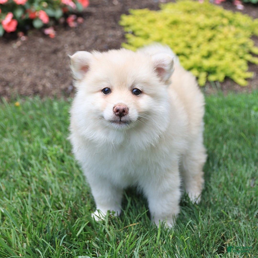 Pomsky dogs for sale: Happy - Image 1
