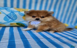 Pomeranian dogs for sale: Theodore - Image 3
