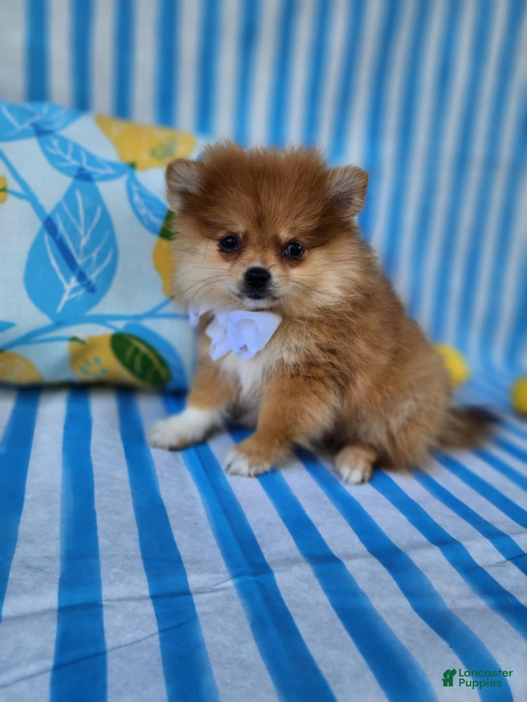 Pomeranian dogs for sale: Theodore - Image 3