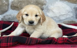 Golden Retriever dogs for sale: Sweetie - Image 1