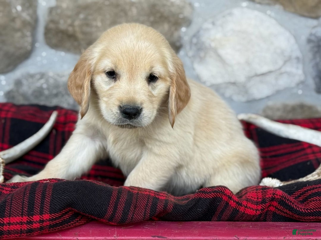 Golden Retriever dogs for sale: Sweetie - Image 1
