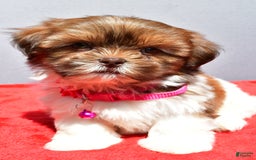 Shih Tzu dogs for sale: Jill - Image 4