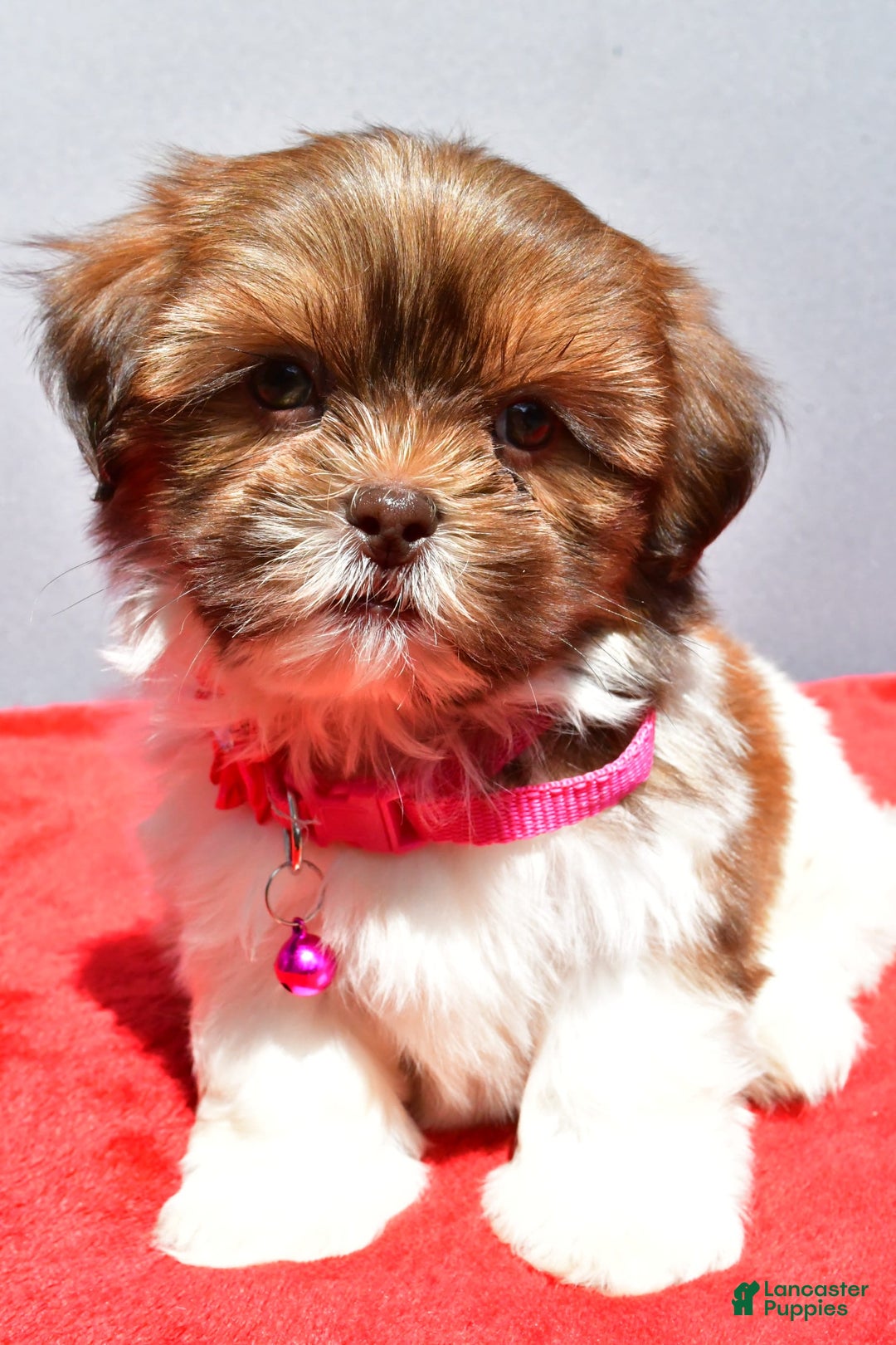 Shih Tzu dogs for sale: Jill - Image 4