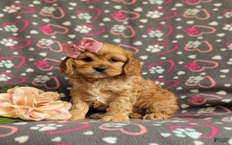 Cockapoo dogs for sale: Ella - Image 8