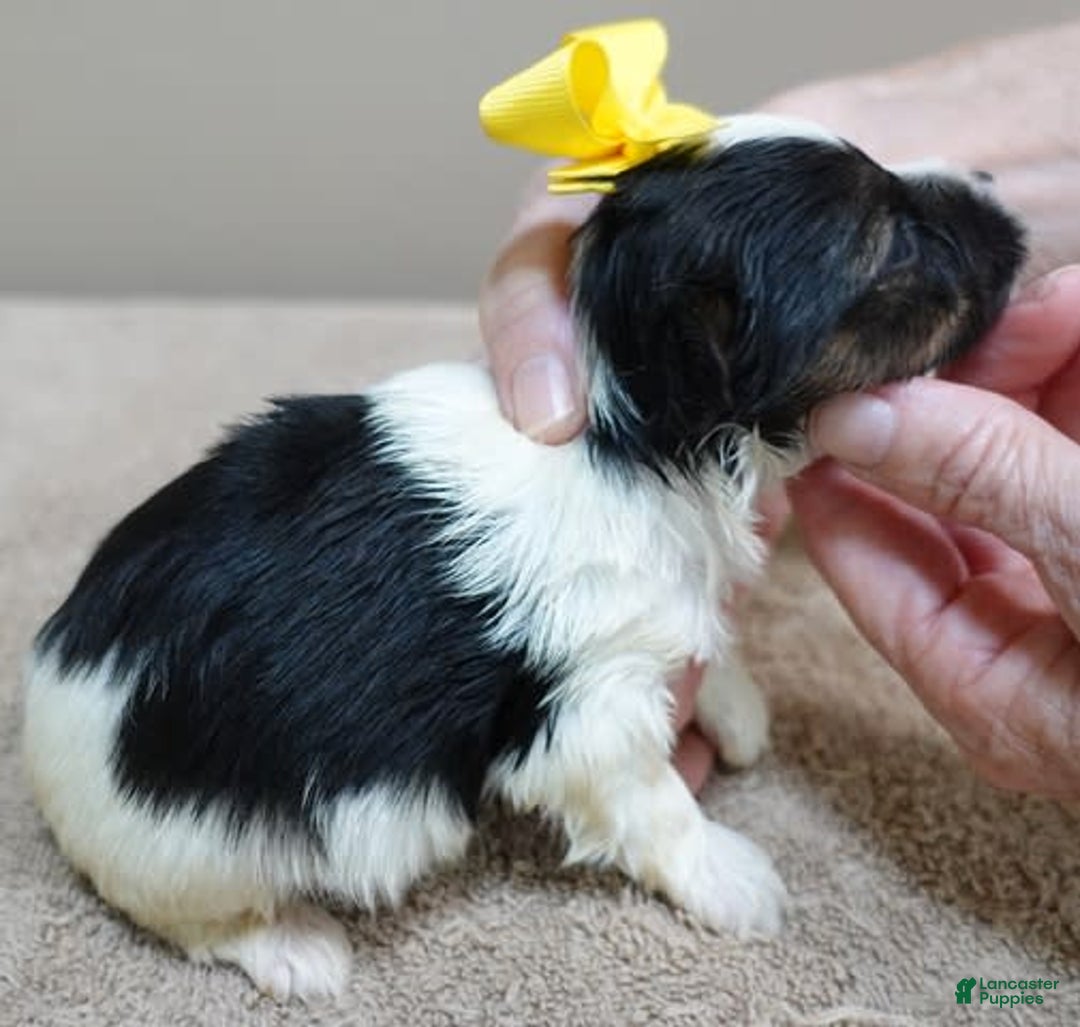 Yorkshire Terrier dogs for sale: Beckham - Image 25