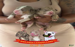 American Bully dogs for sale: American Bully Tri Xl - Image 7