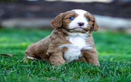 Cavapoo dogs for sale: Cavapoo 3 puppies - Image 5