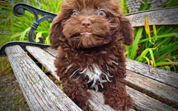 Havapoo dogs for sale: Bessie - Image 8