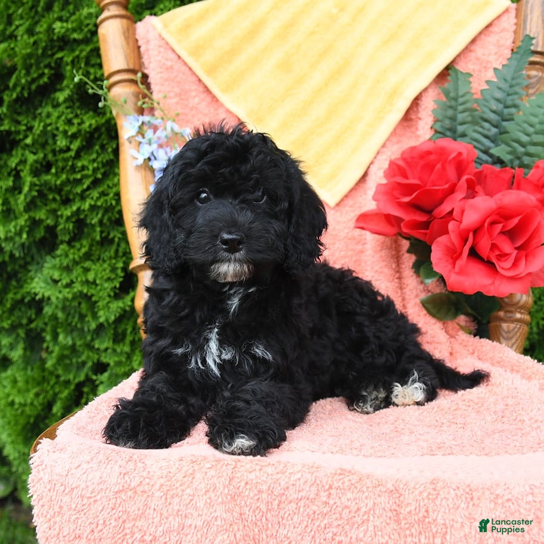 Miniature Poodle dogs for sale: Ophelia - Image 21