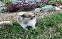 Pomeranian dogs for sale: Mackey - Image 4
