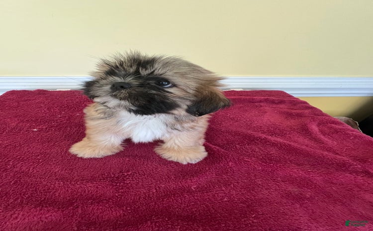 Shih Tzu dogs for sale - Ad 1
