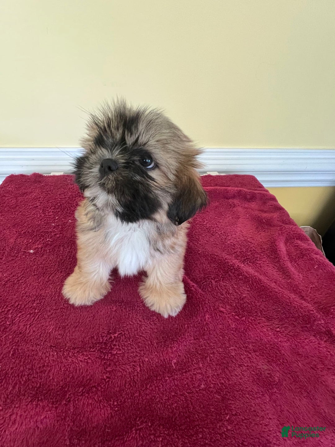 Shih Tzu dogs for sale: Shih Tzus - Image 1