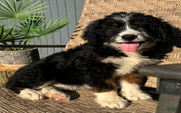 Bernedoodle dogs for sale: Maggie - Image 6