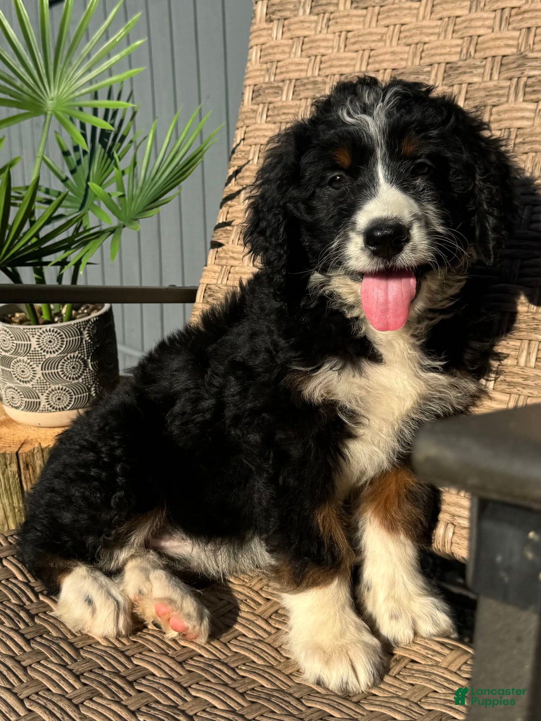 Bernedoodle dogs for sale: Maggie - Image 6
