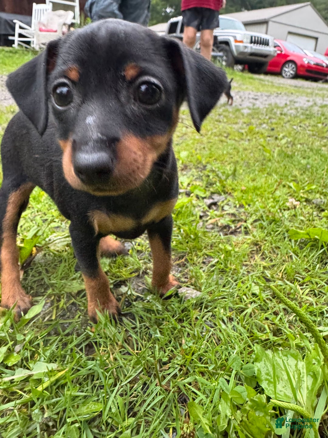 Miniature Pinscher dogs for sale: Willow - Image 7