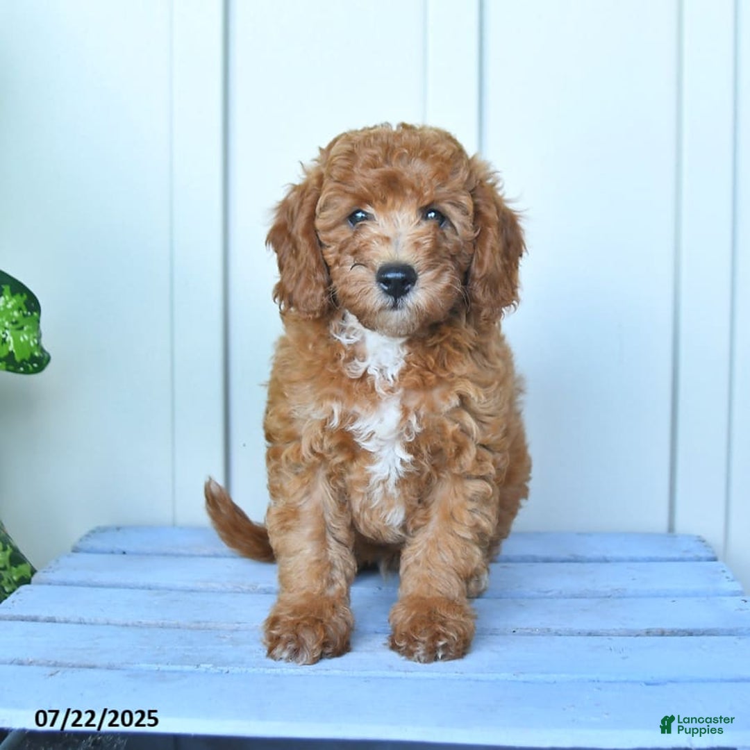 Mini Goldendoodle dogs for sale: Metro - Image 5