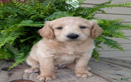 Goldendoodle dogs for sale: Bella - Image 21