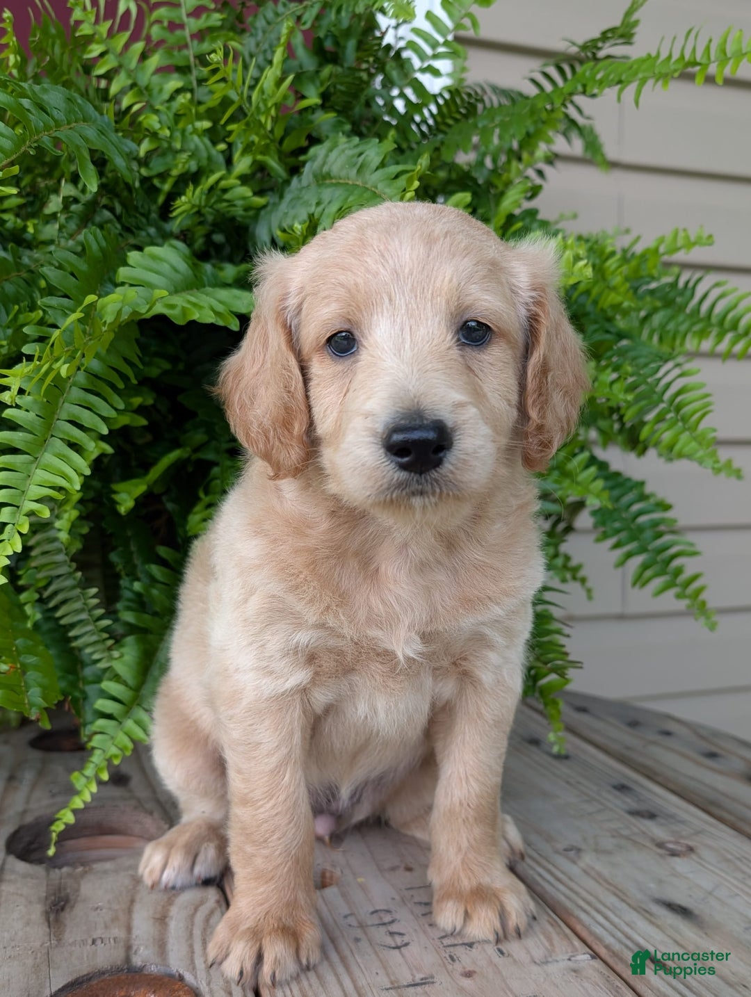Goldendoodle dogs for sale: Bella - Image 21
