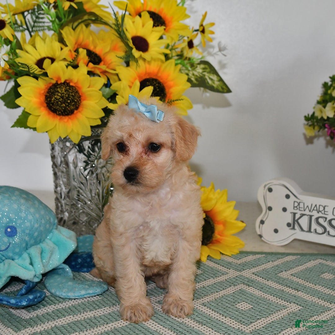 Schnoodle dogs for sale: Stacy - Image 5