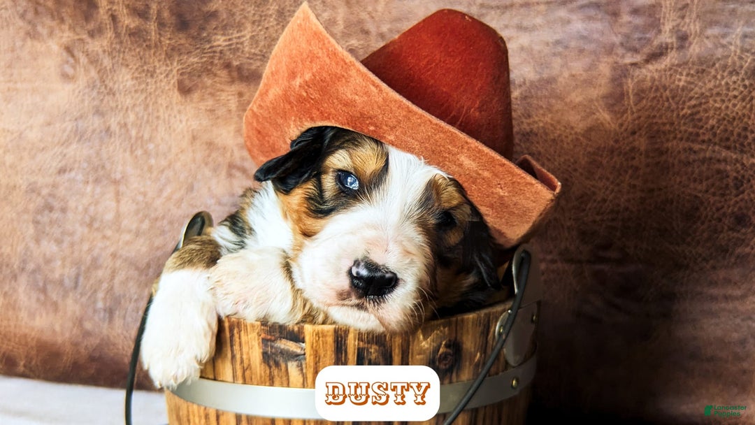 Bernedoodle dogs for sale: Dusty - Image 4