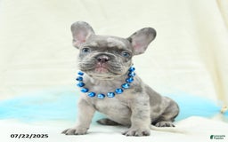 French Bulldog dogs for sale: Enzo Akc - Image 5