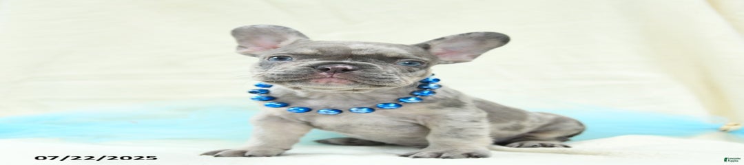 Enzo Akc
