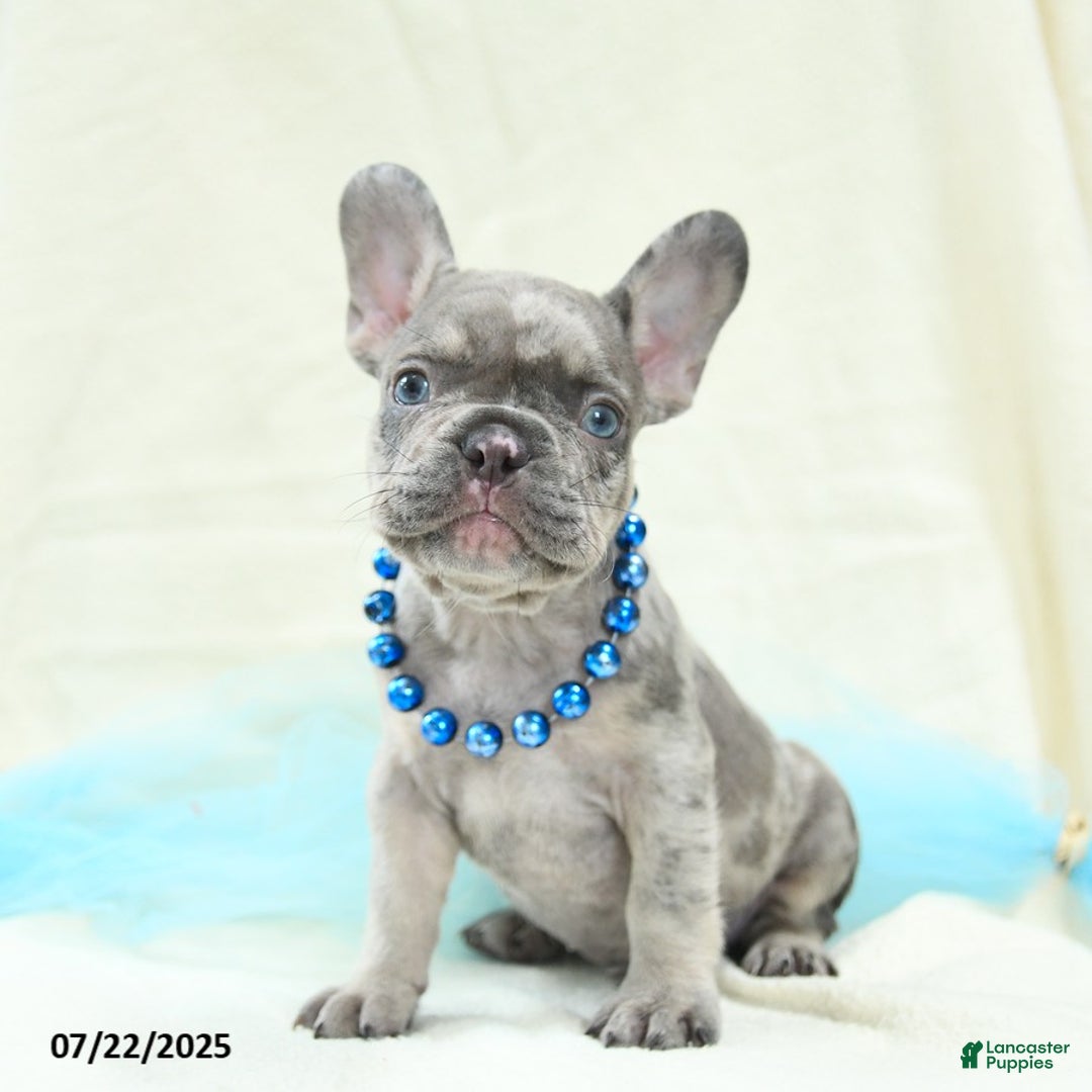 French Bulldog dogs for sale: Enzo Akc - Image 5