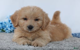 Mini Goldendoodle dogs for sale: Jordan - Image 1