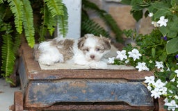 Havanese dogs for sale: Tina - Image 3