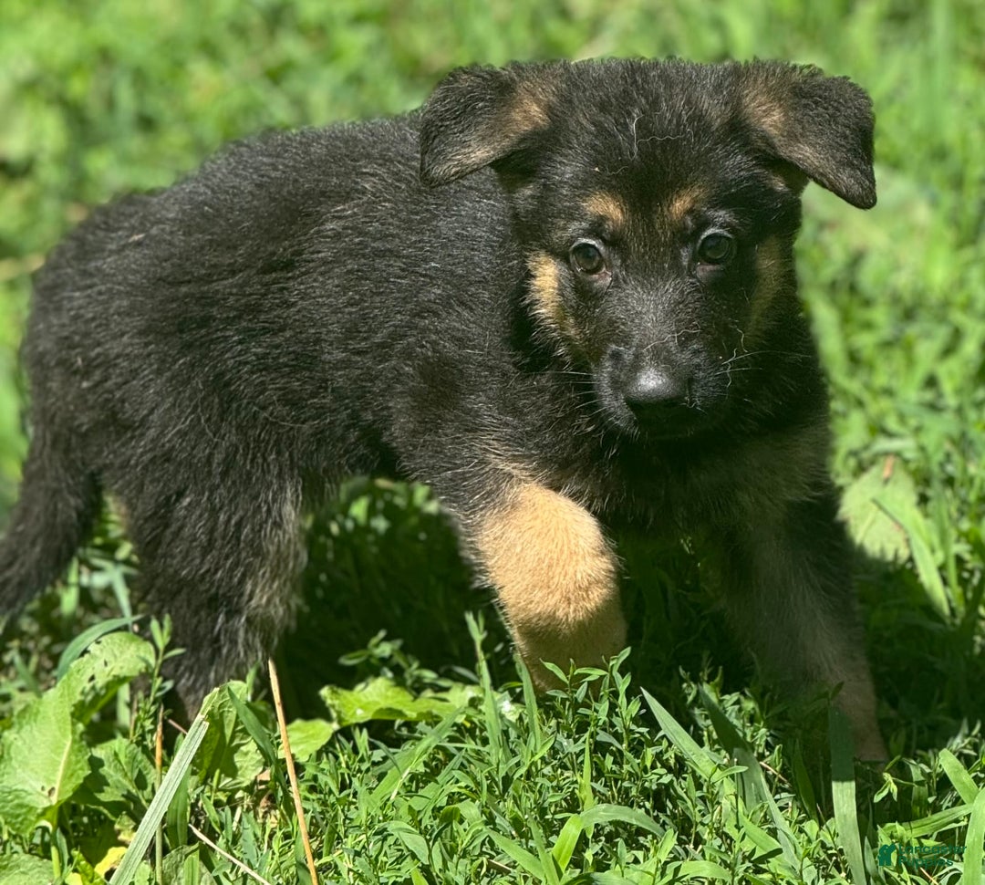 German Shepherd dogs for sale: Luna - Image 3