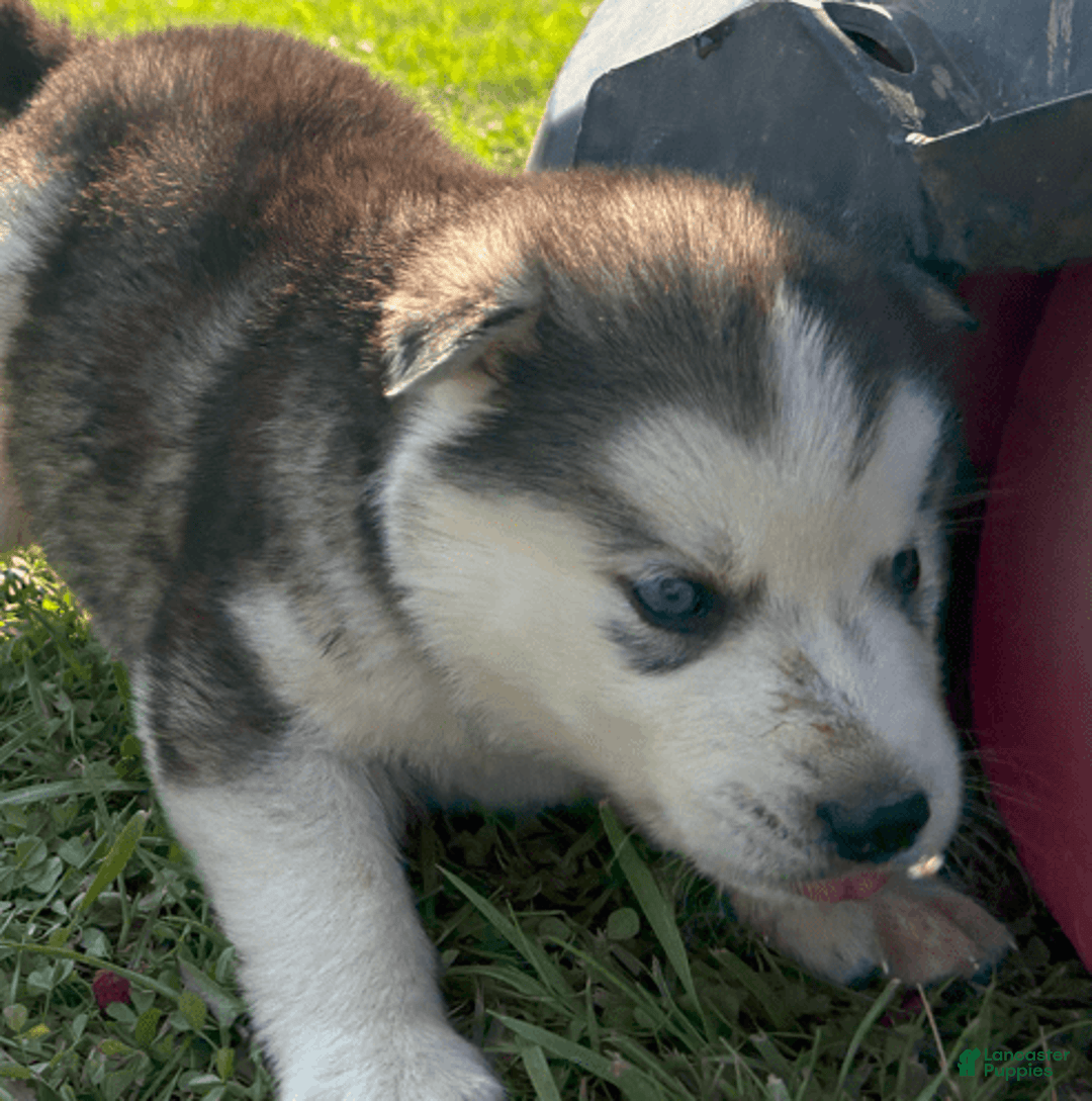 Siberian Husky dogs for sale: Toronto - Image 15