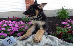 German Shepherd dogs for sale: Joey - Image 1