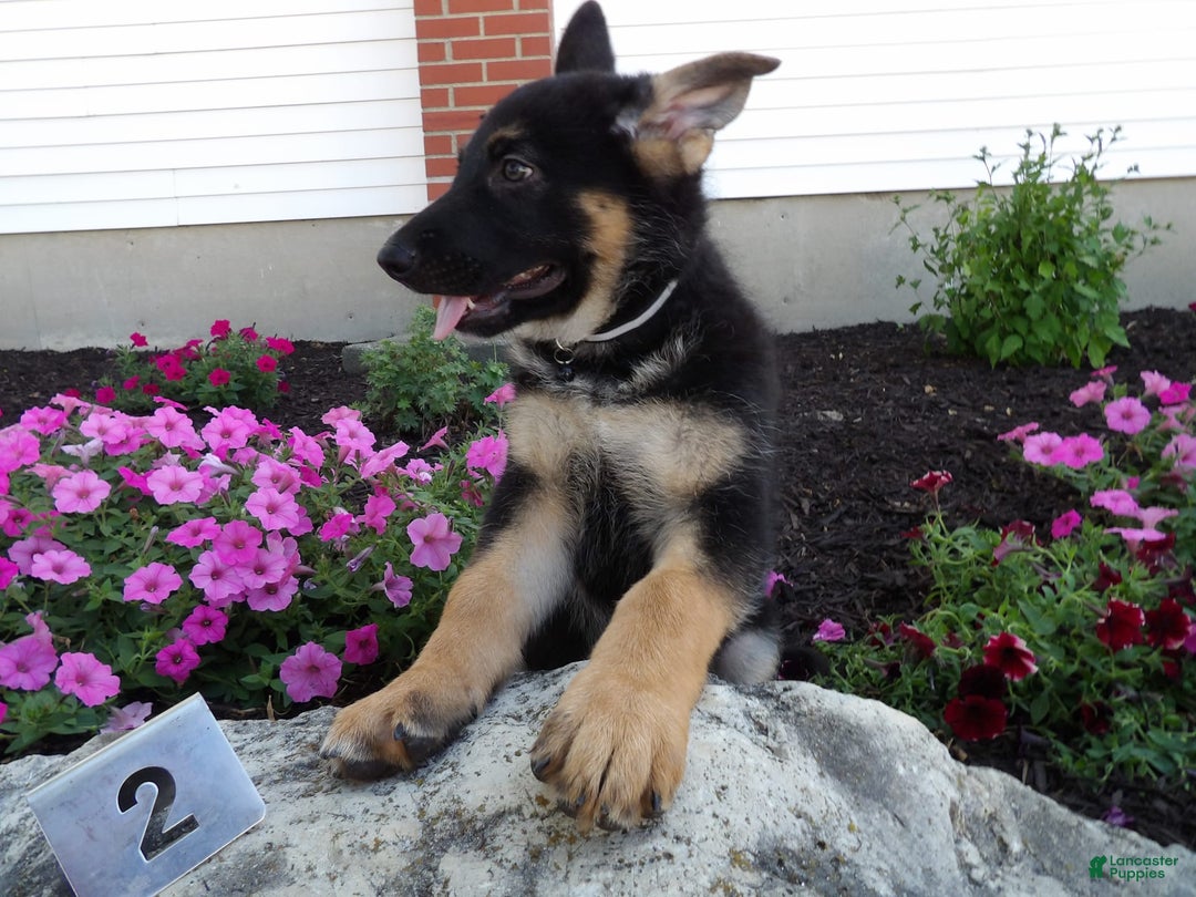 German Shepherd dogs for sale: Joey - Image 1