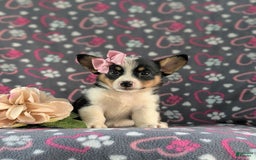 Welsh Corgi Pembroke dogs for sale: Kahlia - Image 4
